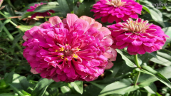 image-slider-with-thumbnail6.jpeg